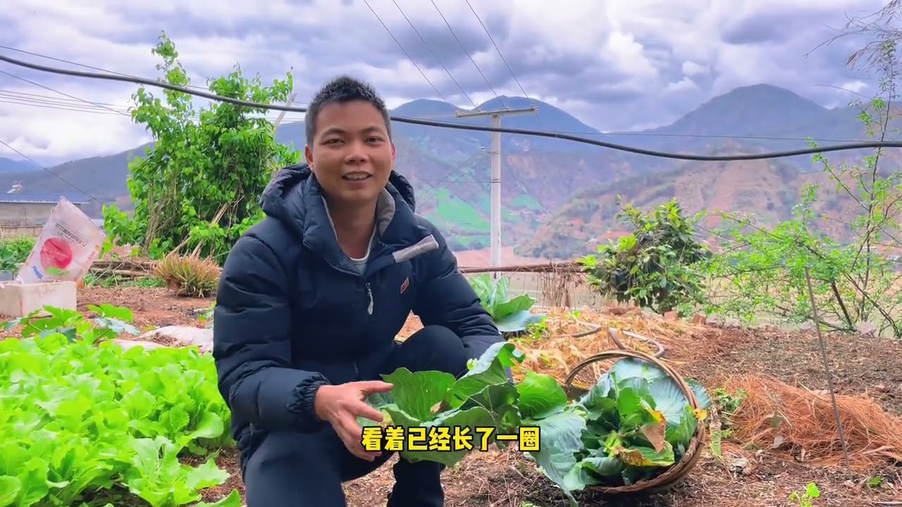 代养的小猪个头见长，食量增大，打整好空出的菜地给它种上新菜。 