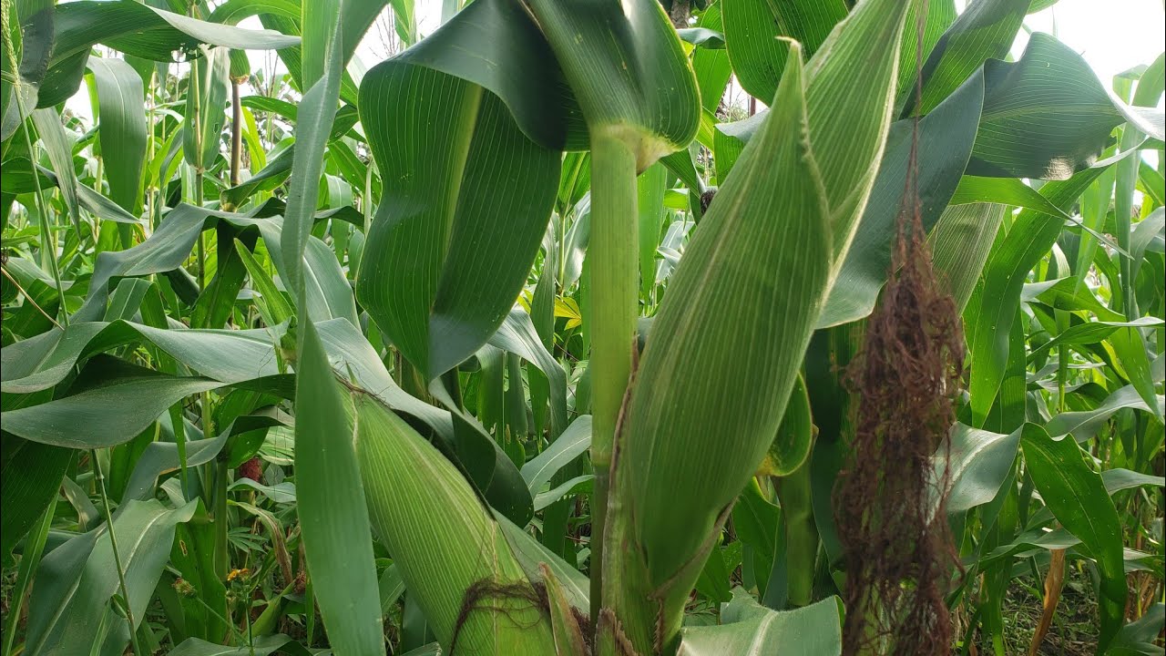 2 Major Pests and Diseases that Attack Maize & How to Control Them