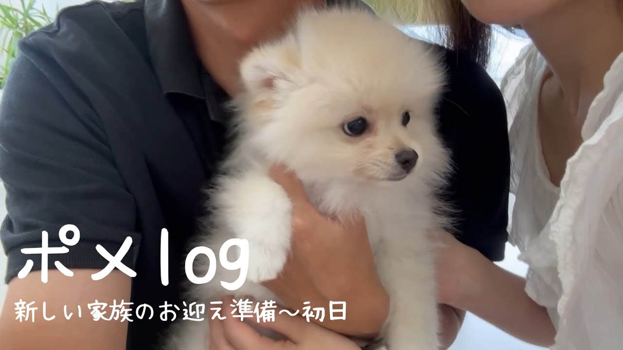 【ポメlog】【お迎え準備～初日】生後２か月のポメラニアンの子犬をお迎えしました