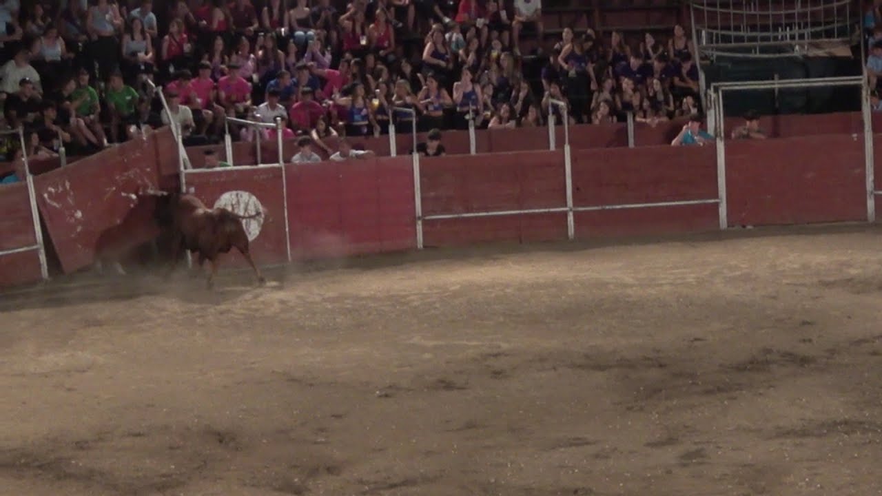 TORO ROMPE LA PLAZA EN EL DESENJAULE DE LA BOVEDA DE TORO (ZA) VIERNES 01 / 08 /25