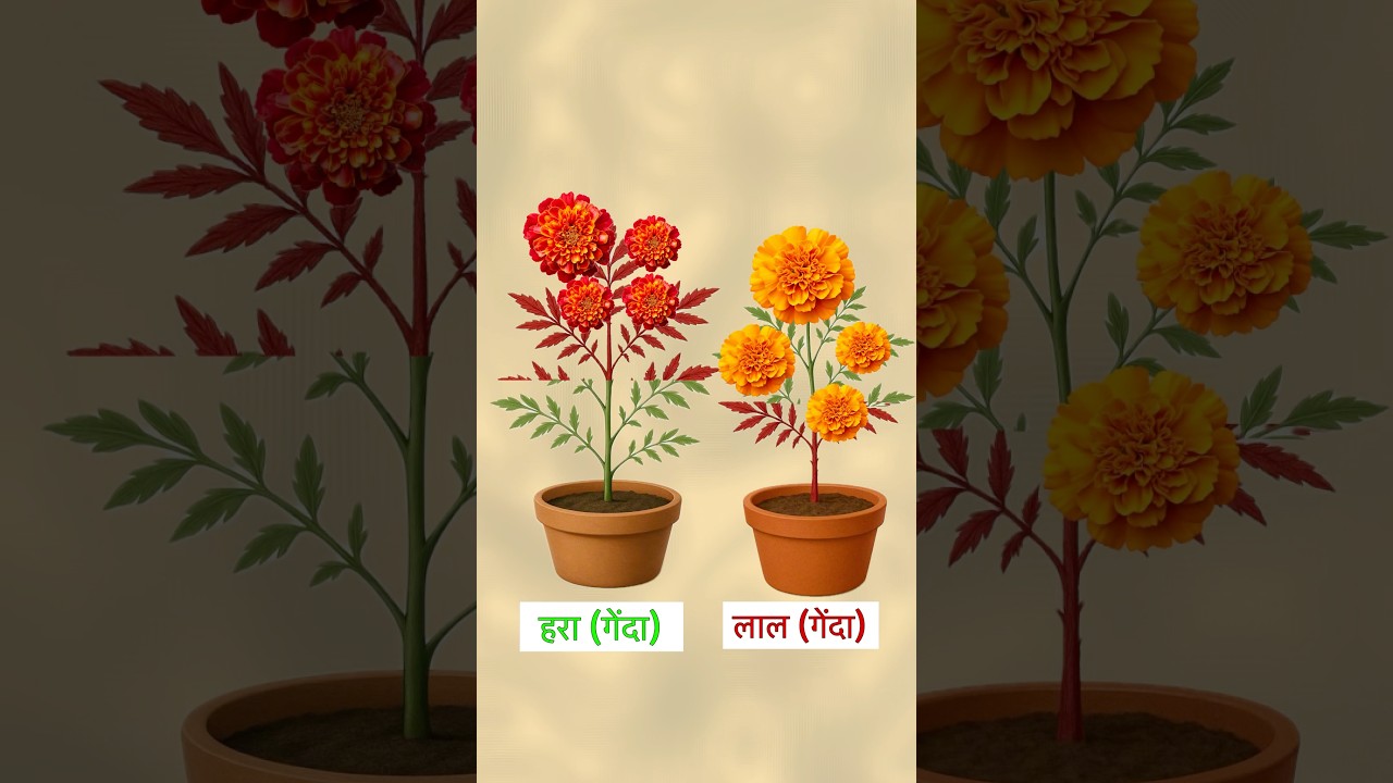 Plant experiment