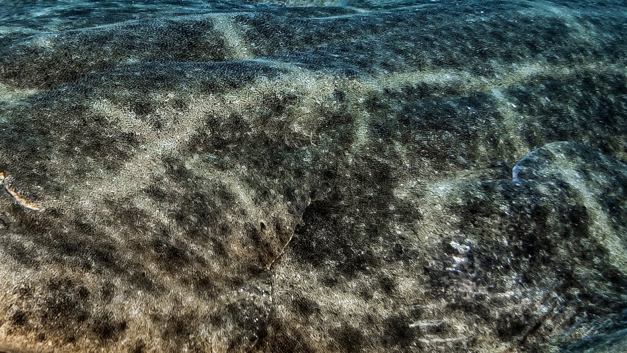 ANGEL SHARK 🦈🪽| Canary Islands