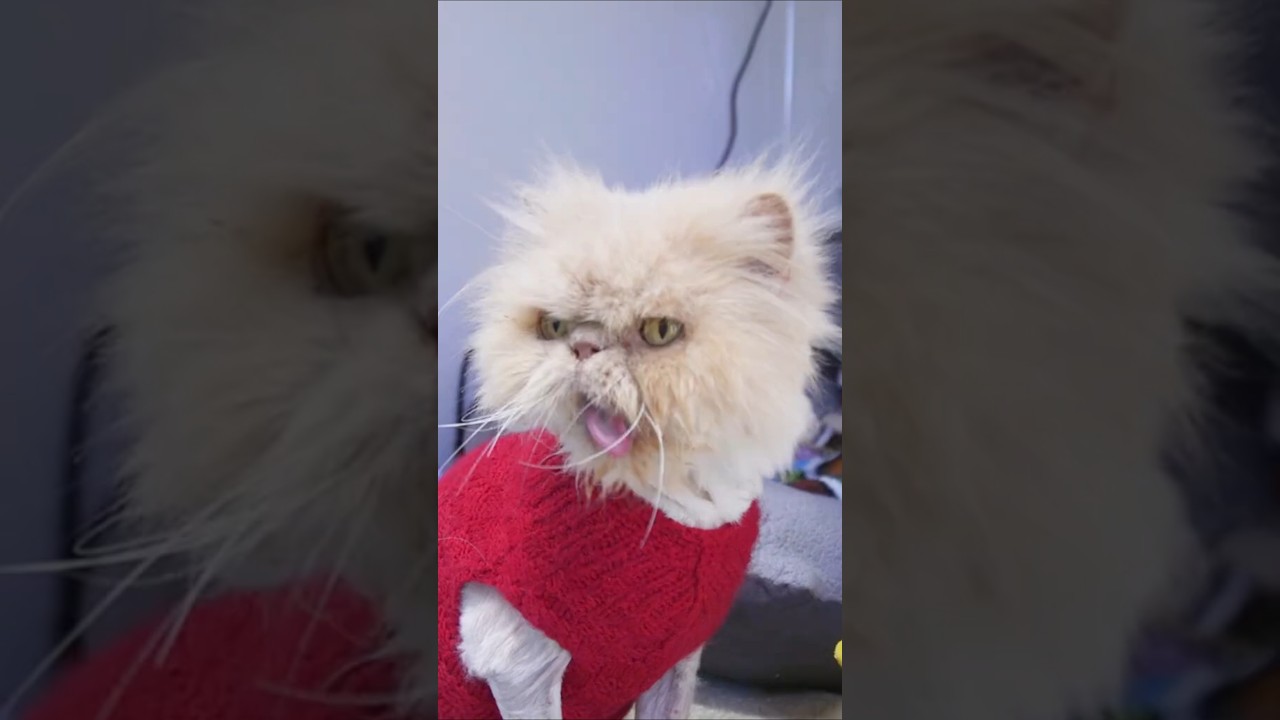Crookshanks: the sad reality for flat-faced cats