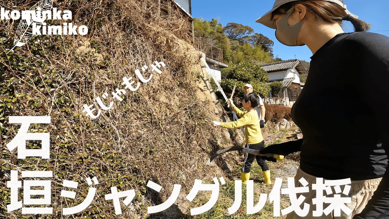 【古民家に住もう#235】30年放置されたジャングル石垣を伐採してピッカピカに〜春野菜の準備