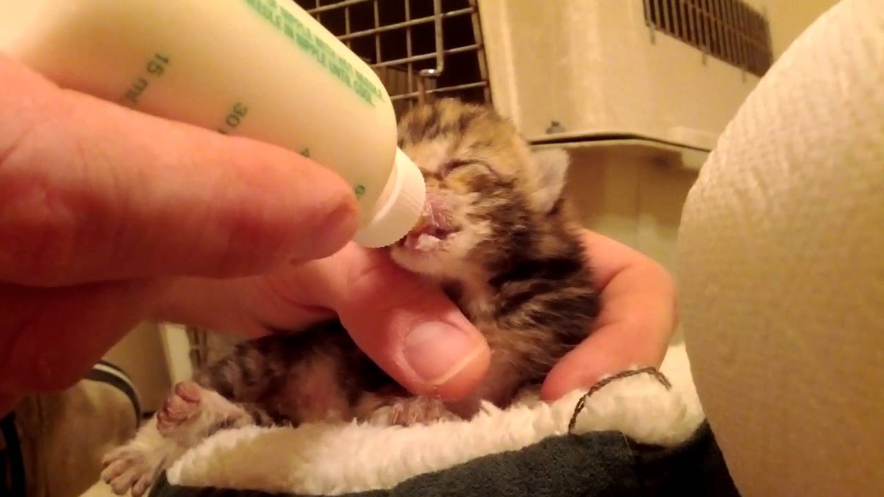 1 Week Old Kittens - Bottle Feeding