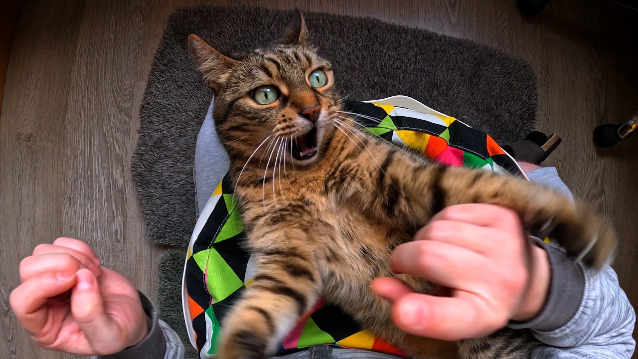 Paws vs Claws