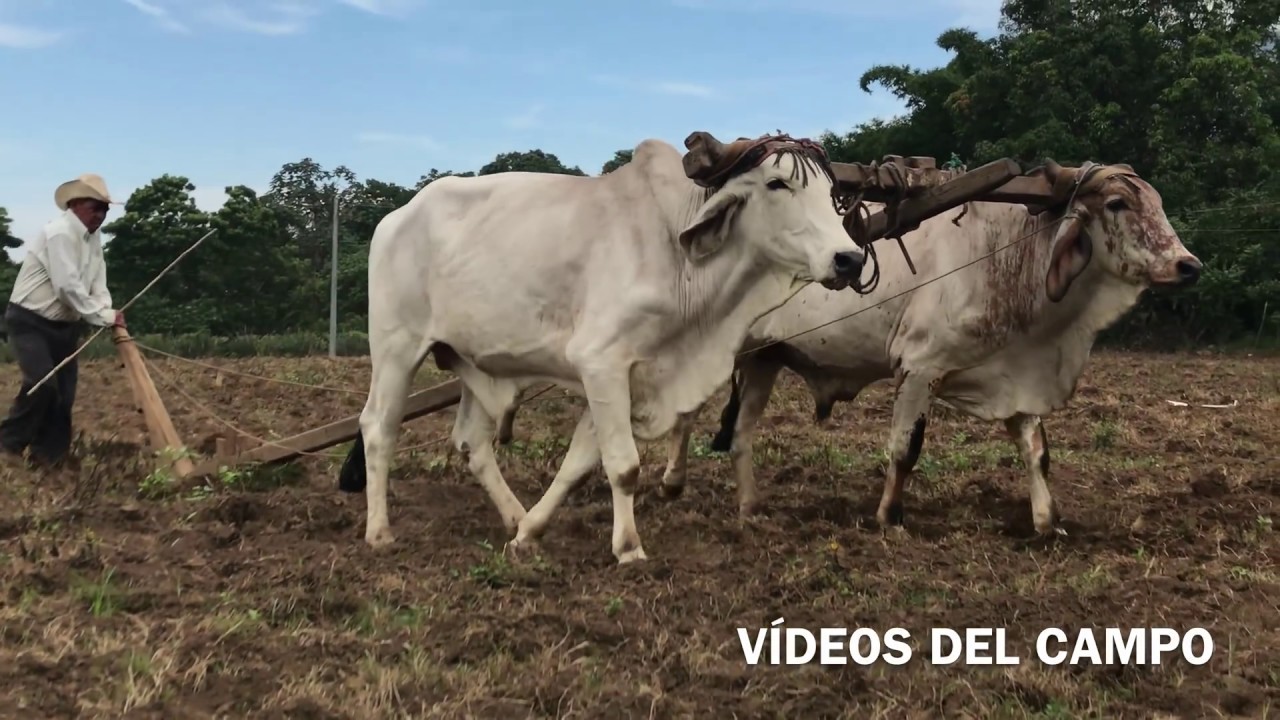 Arando la tierra con una yunta  bueyes 🐂🐂