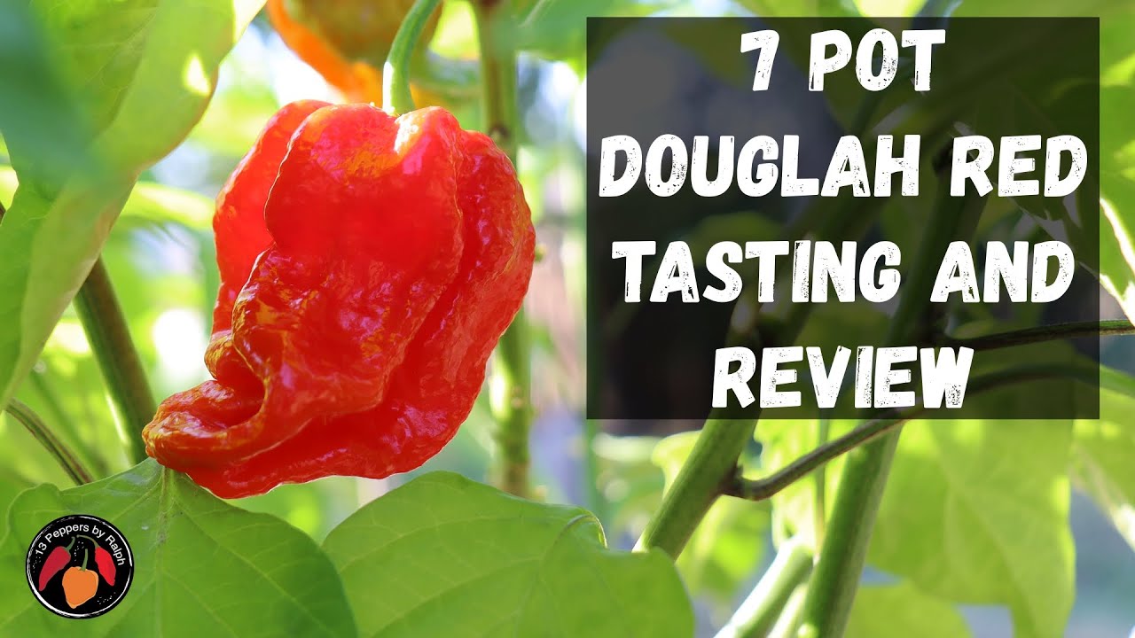 Обзор и дегустация перца 7 Pot Douglah Red