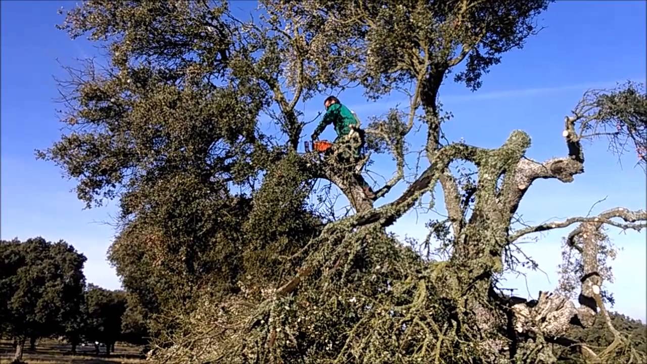 Laureano Hernández, carbonero desmochando encinas
