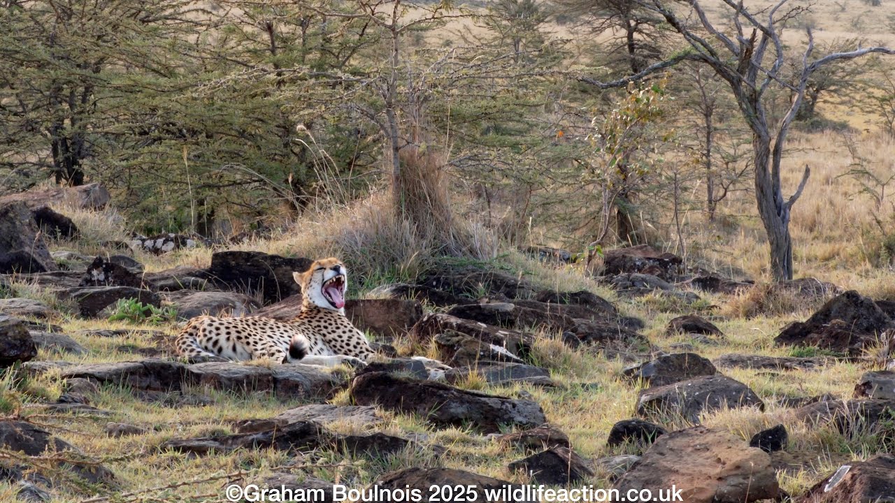 Cheetah on the rocks worried by a Hyena