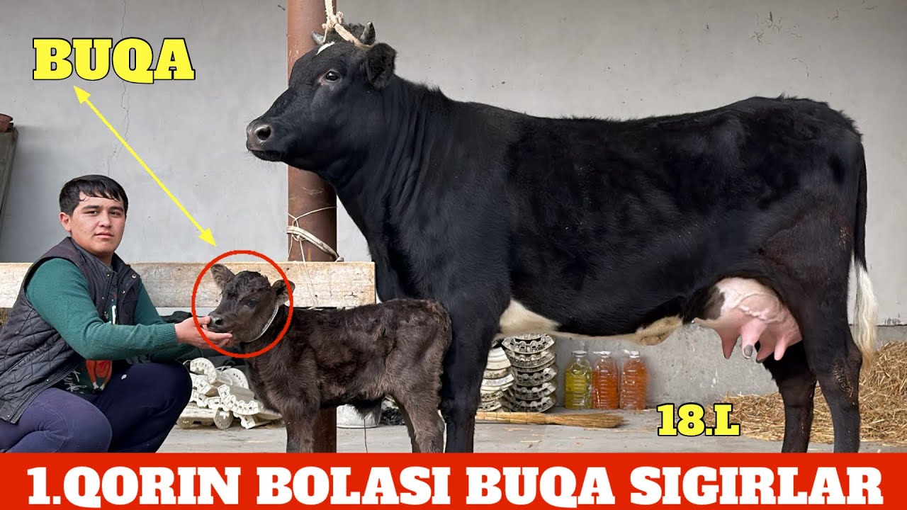 NARXLAR SINDI BOLASI BUQA SUTDOR SIGIRLAR 1.QORIN SIZLAR UCHUN AKSIYA