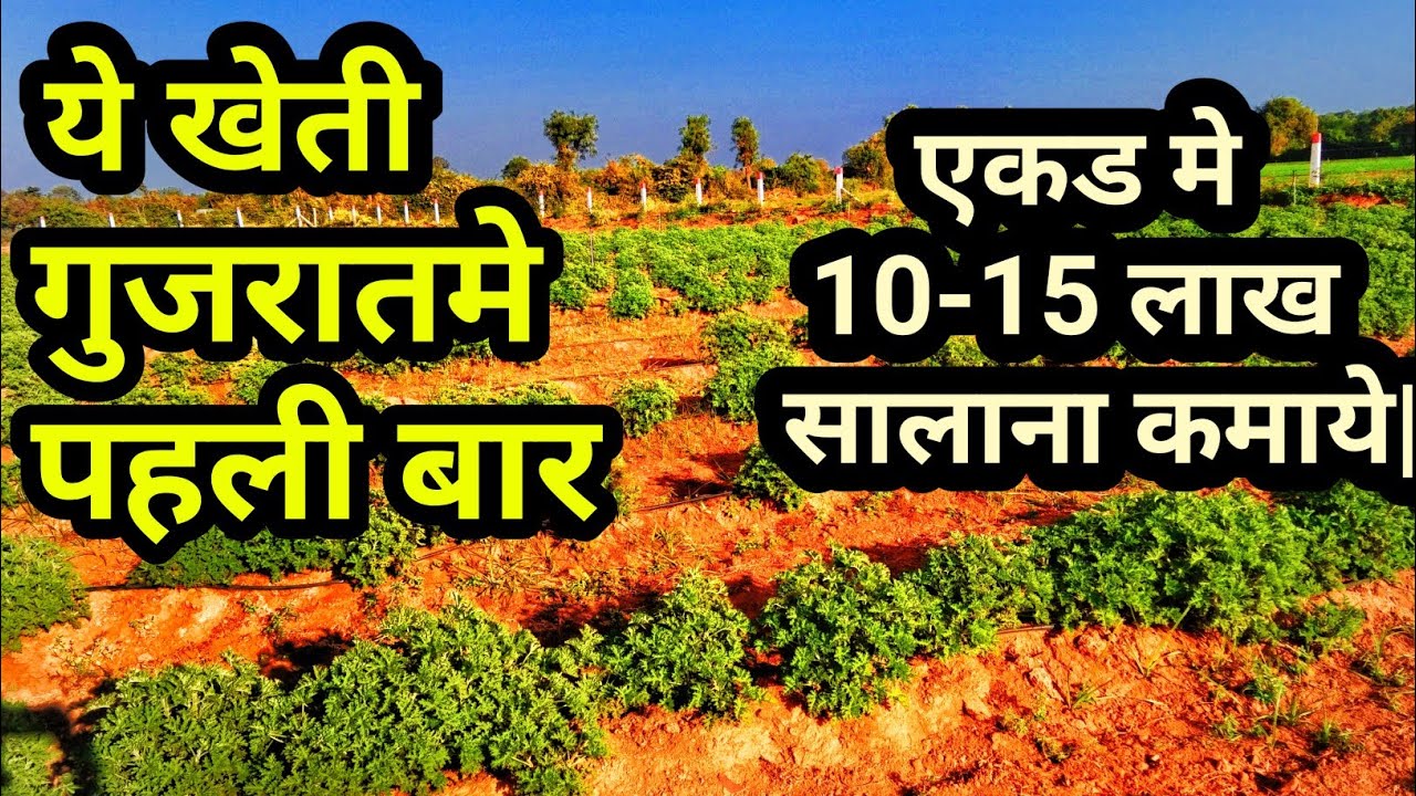 #जिरेनीयम की खेती //Cultivation of jirenium/ જિરેનીયમ ગુજરાતમાં પહેલીવાર.