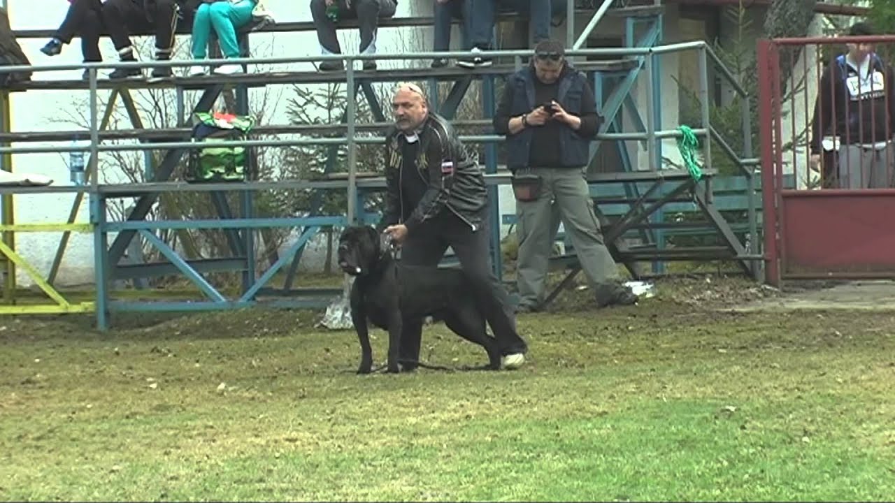 Stretnutie Slovensky Bandog Klub 20.4.2013 Kezmarok