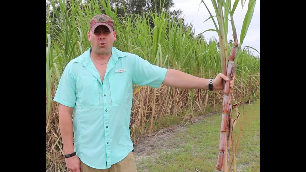 COOKING SUGAR CANE SYRUP 2023