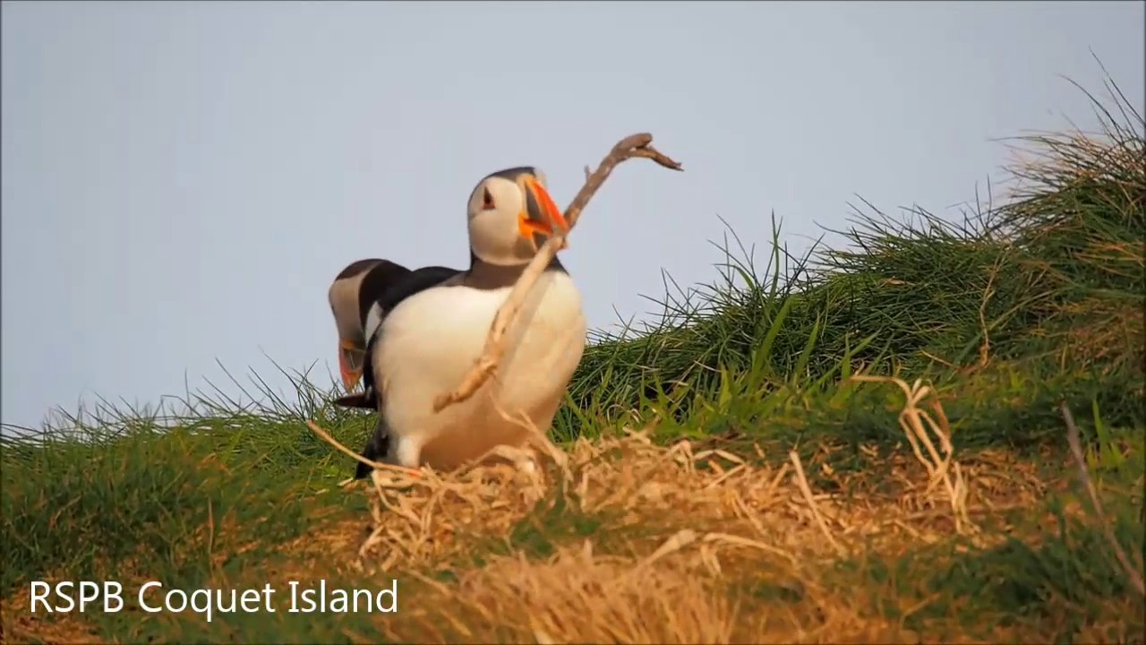 Puffin collecting nest material