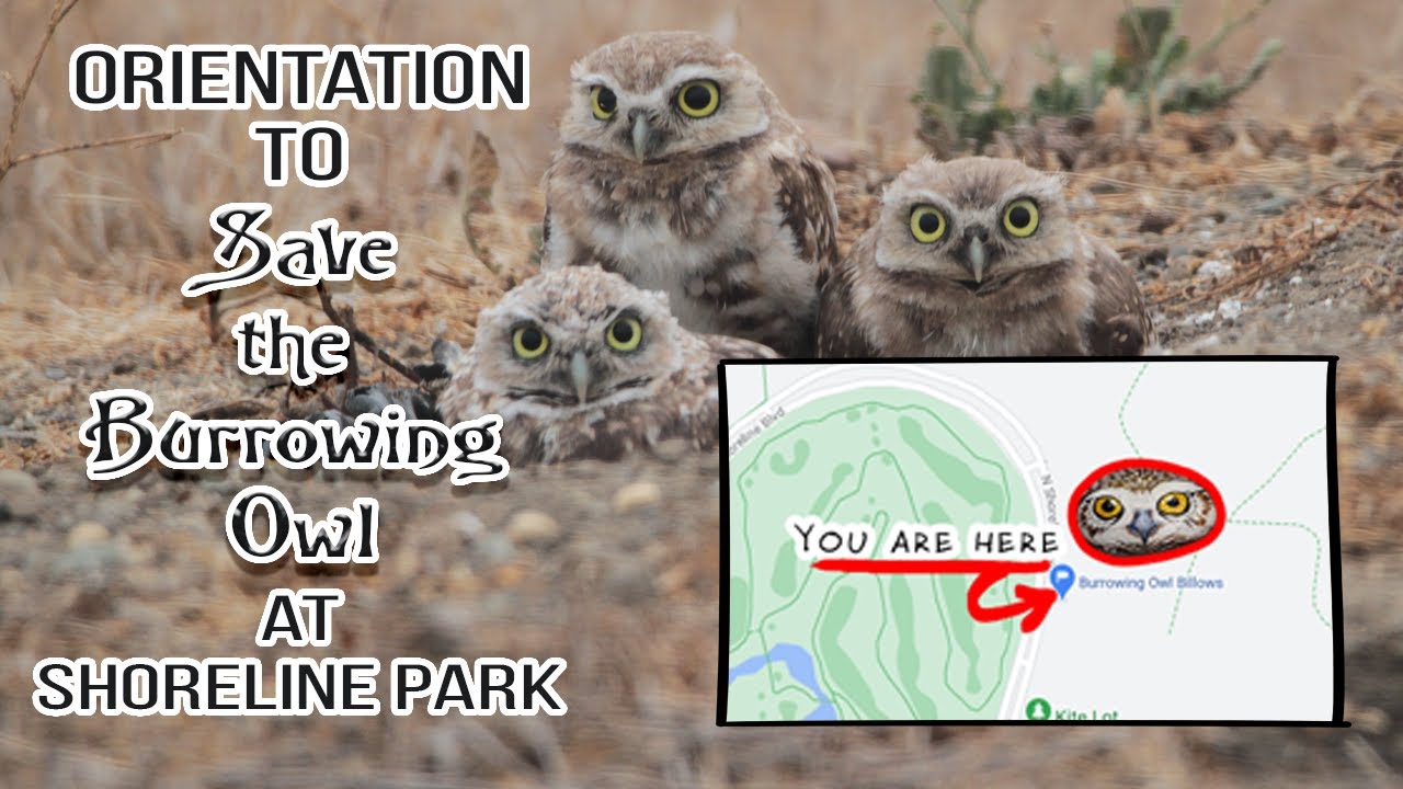 Orientation to Save the Burrowing Owl at Shoreline Park