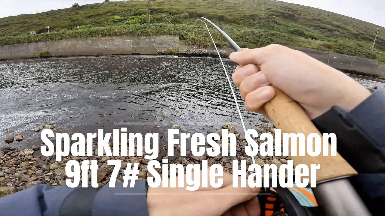 Salmon on a 9ft Single Hander 