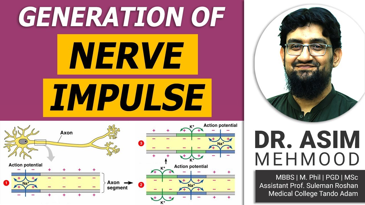 Generation and Conduction of Nerve Impulse ( Hindi / Urdu )