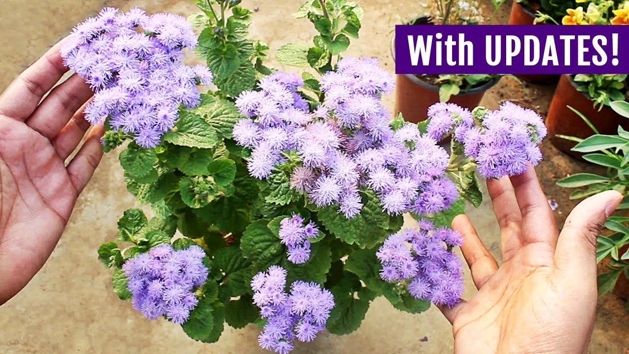 STRIKINGLY BLUE Ageratum - How To GROW From SEED?