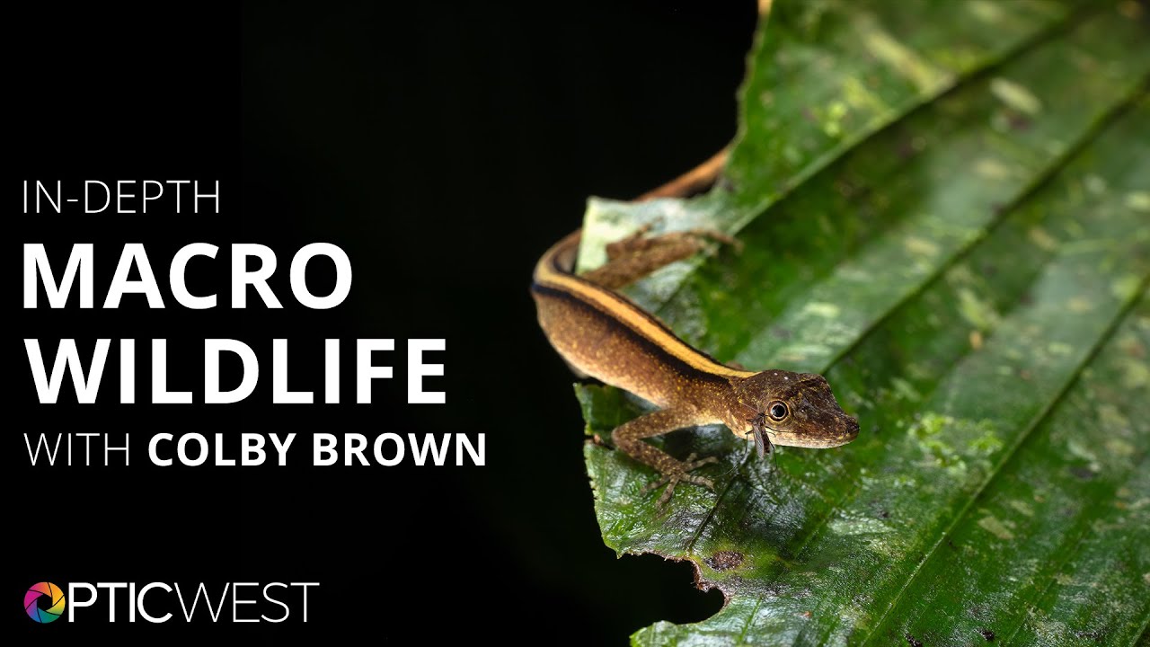 A Closer Look at Macro Wildlife Photography | Colby Brown | #BHOPTIC