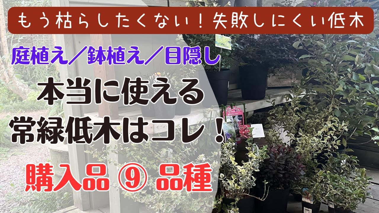 《購入品／狭いお庭ＯＫ！コンパクト低木》宿根草の代わりに使えるオシャレで丈夫な低木はコレ／常緑樹８種＋落葉樹１種／目隠しに使える常緑低木