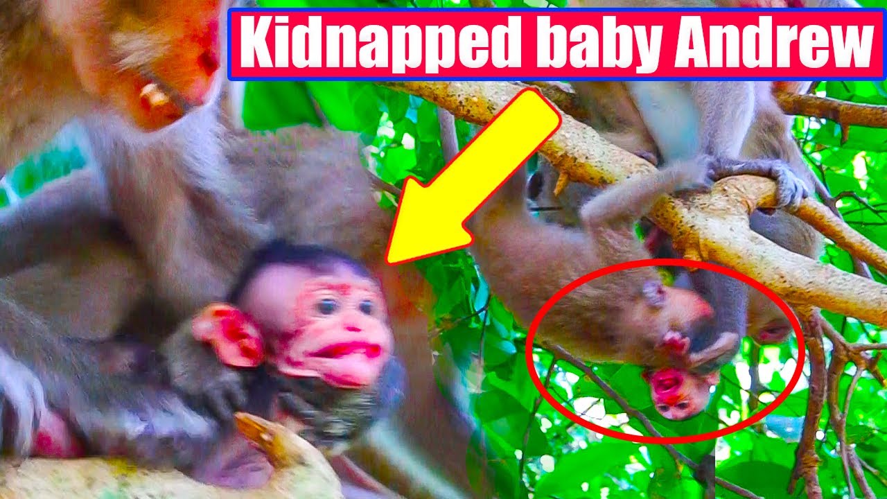 God help..!! Kidnapped newborn baby Andrew try to call mother for help