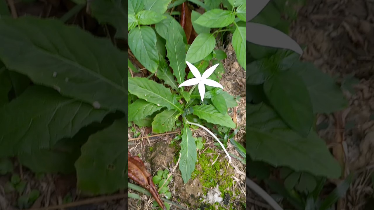 #Poisonous Flower #poison #poinsonous plant