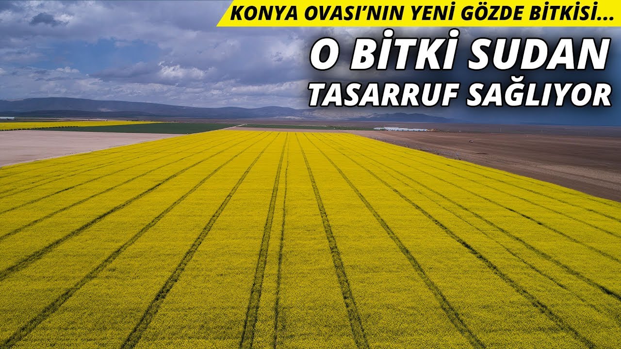 Konya Ovası'da çiftçinin yeni gözdesi kanola