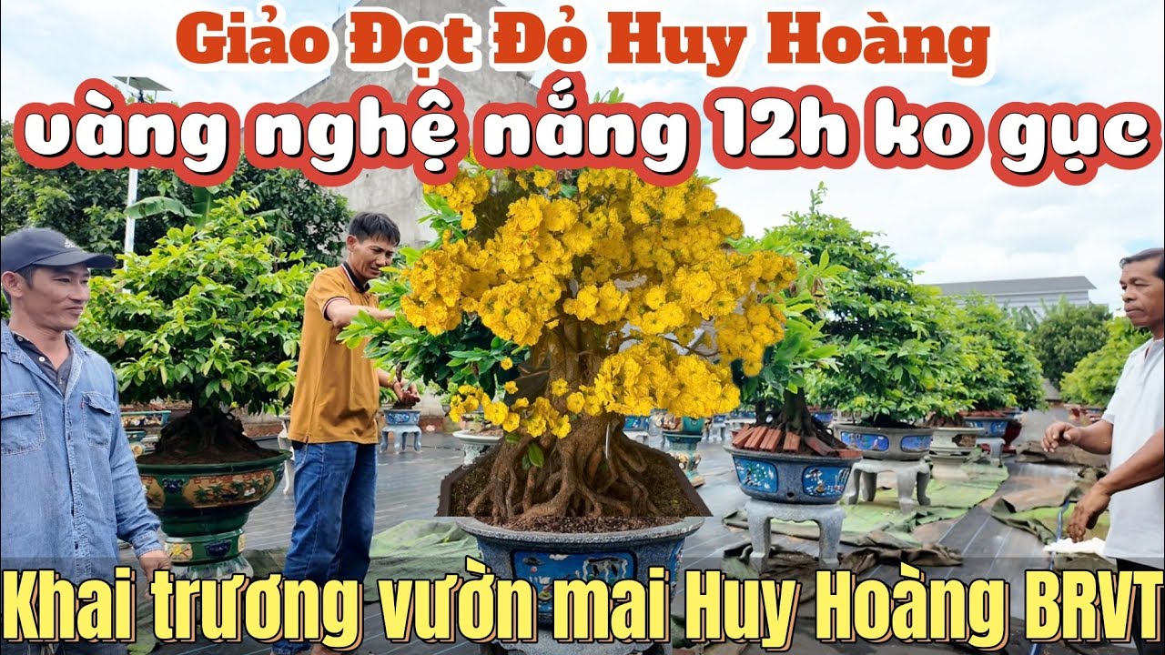 ĐÃ TÌM RA Mai Giảo Đọt Đỏ Huy Hoàng vàng nghệ nắng 12h ko gục | Khai trương vườn mai Huy Hoàng BRVT