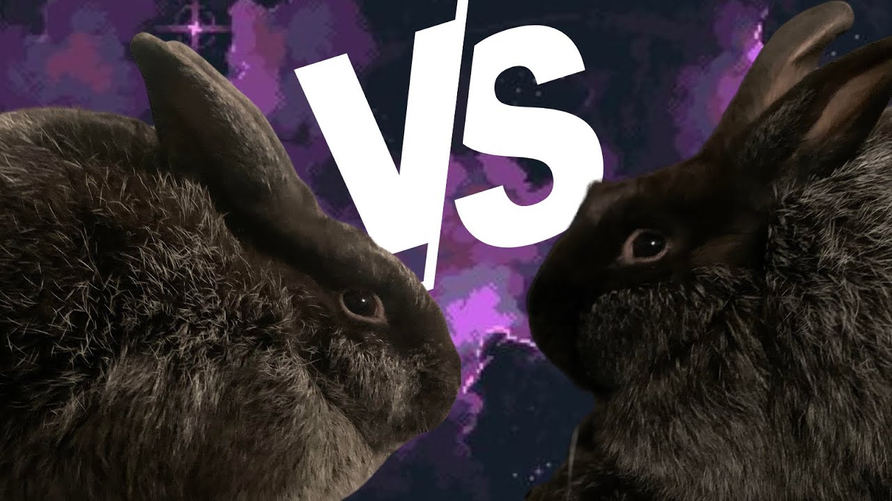 How to Evaluate Silver Fox Rabbits - 12 weeks old