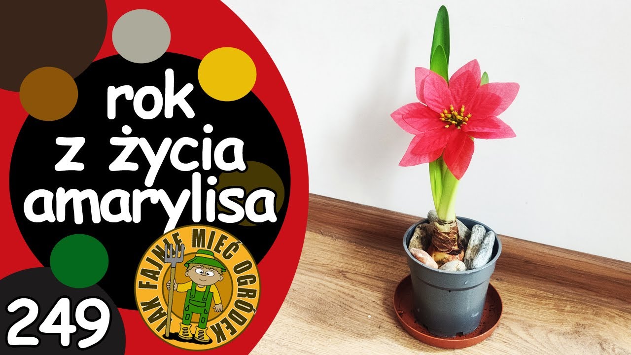 #249 Jak pielęgnować amarylis/zwartnicę (Hippeastrum) przez cały rok?
