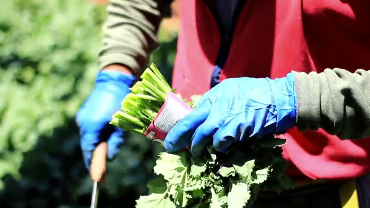 Andy Boy Broccoli Rabe Video