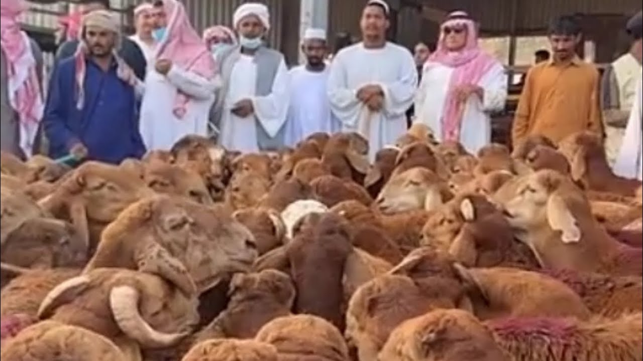 اسعار السواكن المستورد عند المسوق عبدالله بن تراحيب الدعجاني السبت الصباح ١٤٤٧/٨/١٢هـ