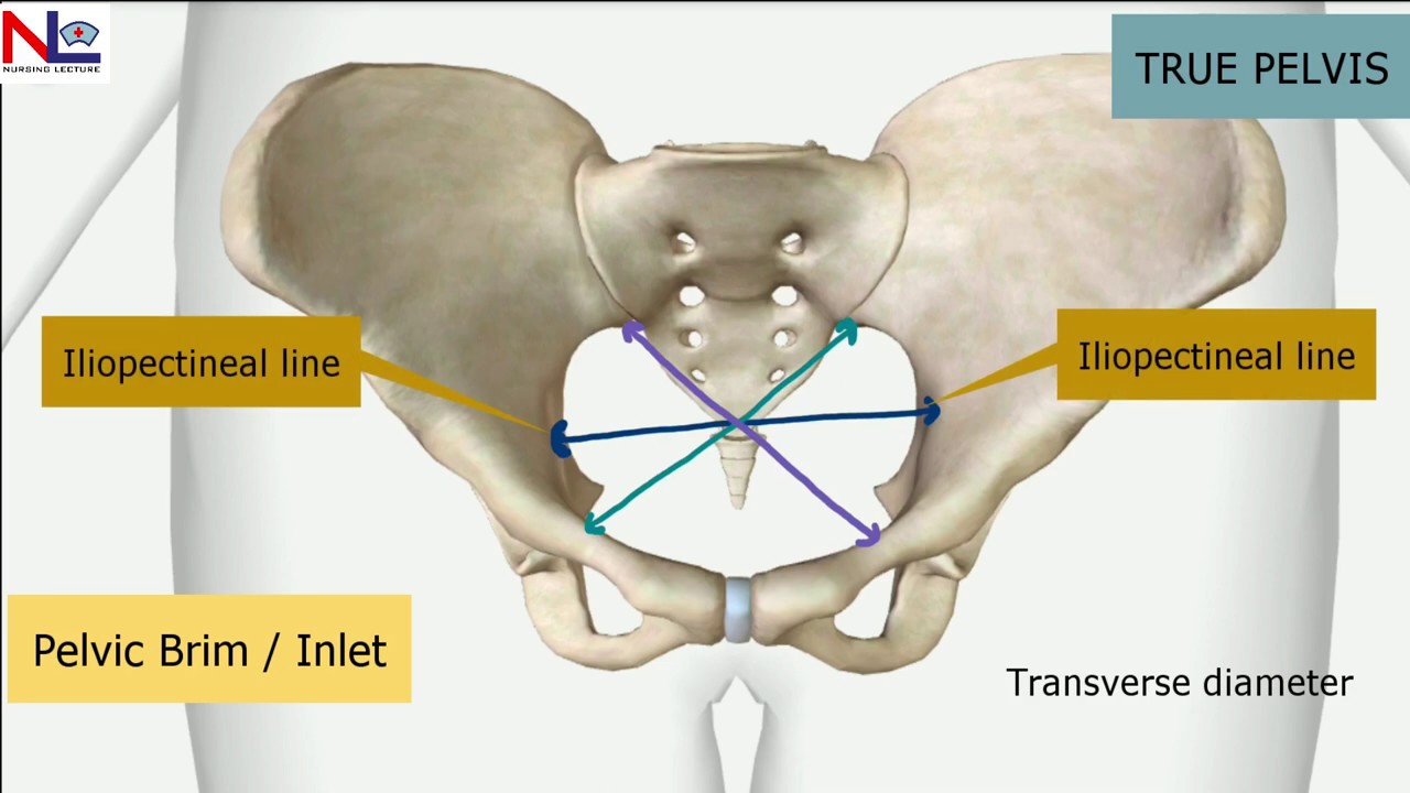 Maternal Pelvis | Female True Pelvis- Bones, Joints, Diameters 3D-Explanation | Nursing Lecture