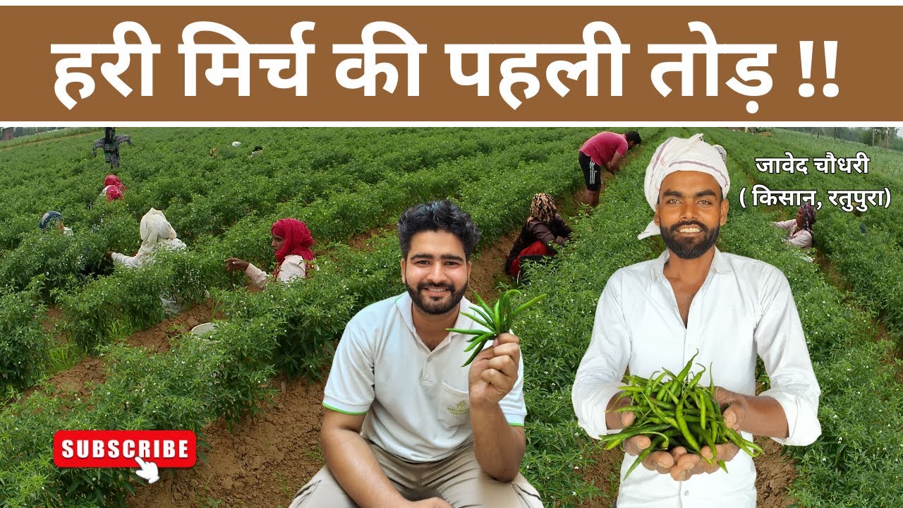 हरी मिर्च की पहली तुड़ाई 🌶️ | जबरदस्त उत्पादन | किसान जावेद चौधरी, रतुपुरा