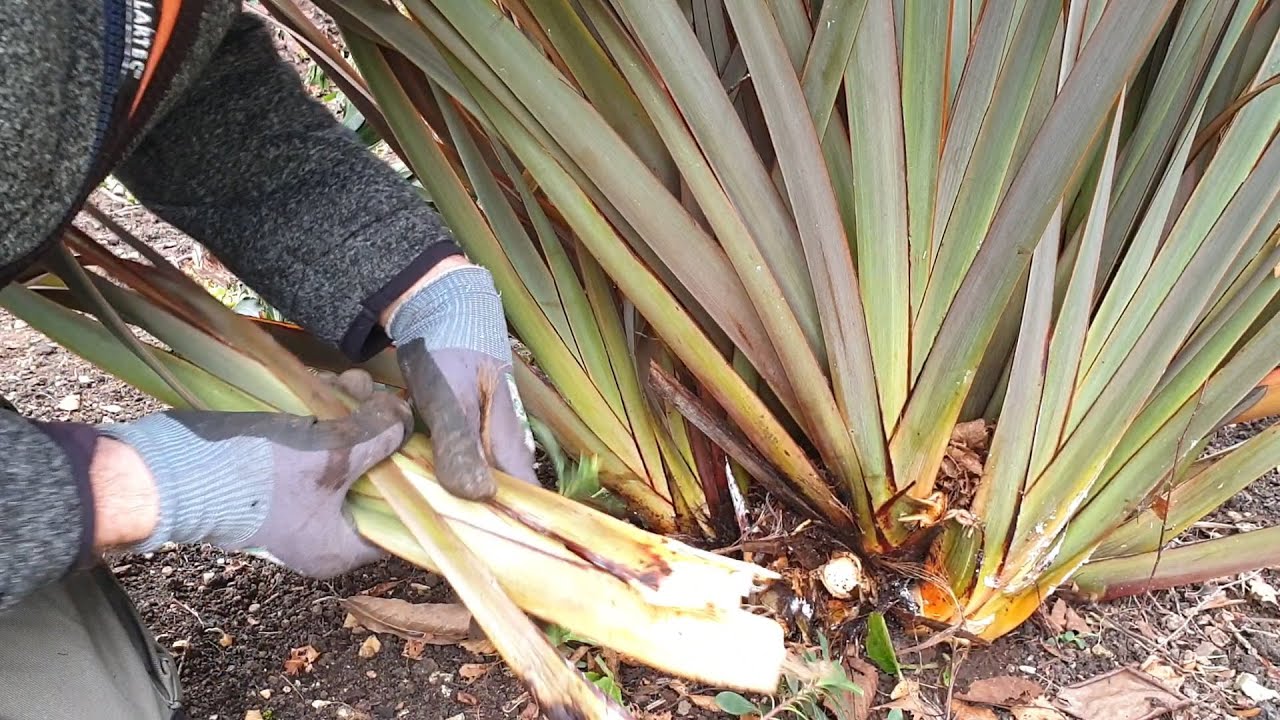 Extremely Reducing A Phormium - New Zealand Flax Plant Part.2