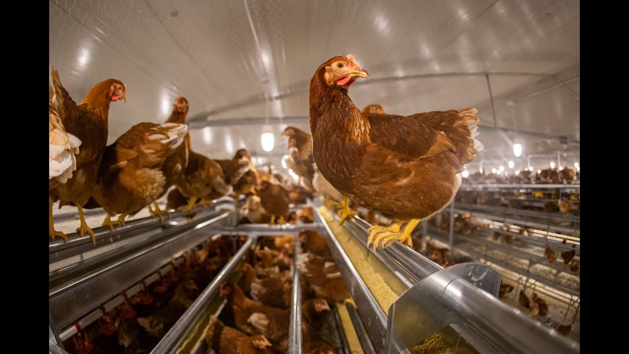 Volo Piramide Plus: Innovative Aviary System for Poultry Welfare