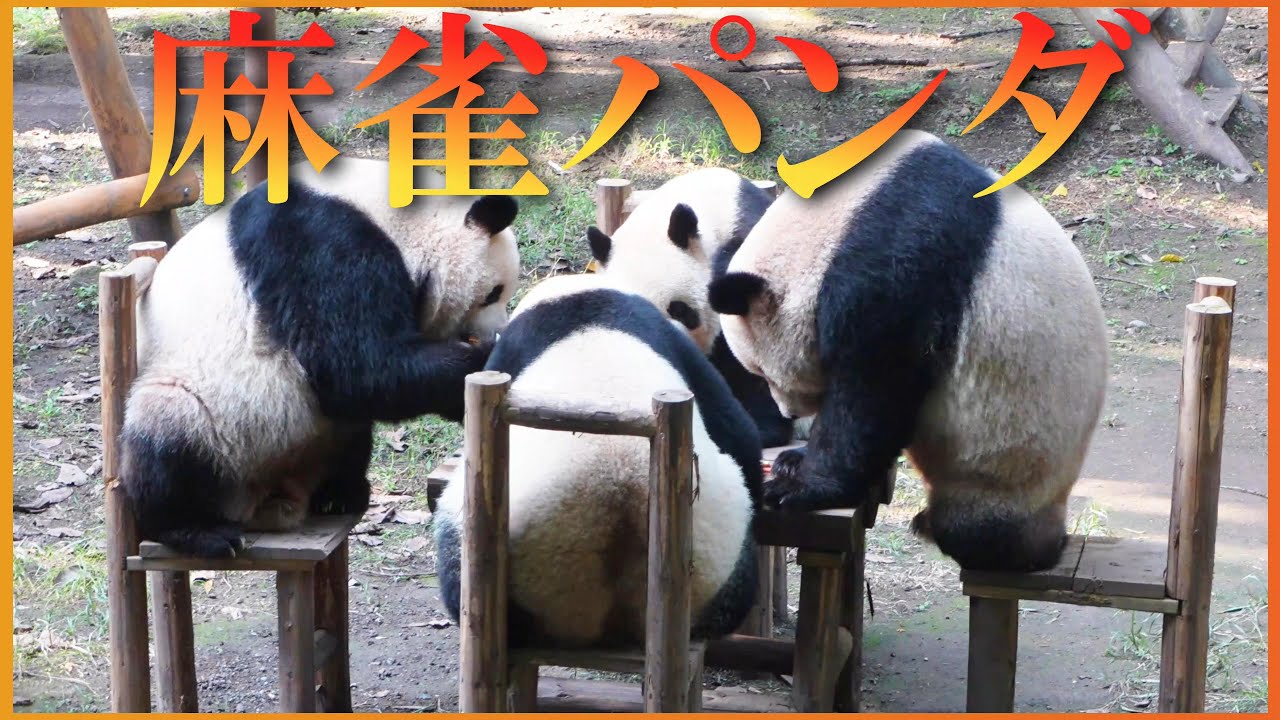 重慶動物園に「麻雀パンダ」を見に行ってみた！　成都のぱんだ#100