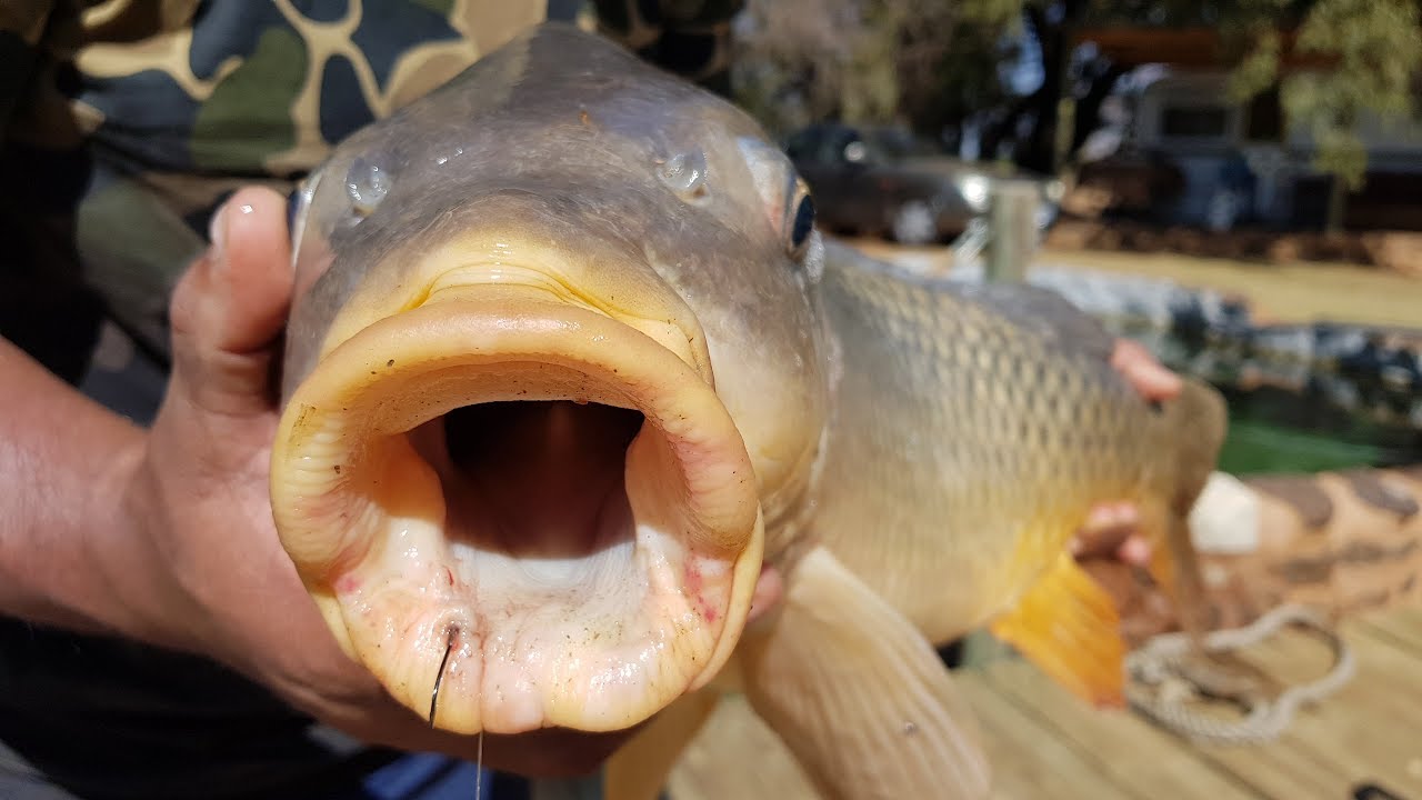 Carp fishing tips PT1 - Dips and baits