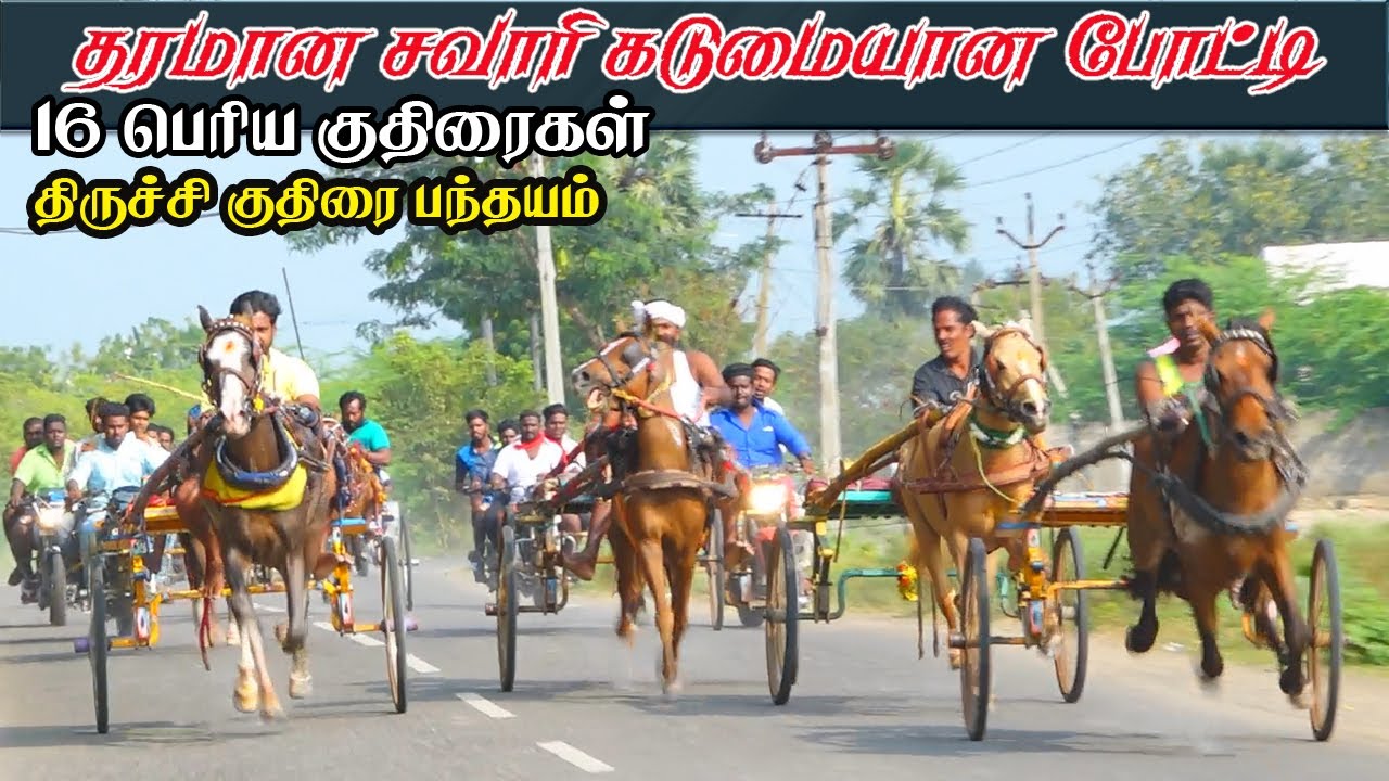 பெரியகுதிரை திருச்சி பந்தயம்||26/12/2021|| Periyakuthirai Trichy horse race KSK krish rekla race kr