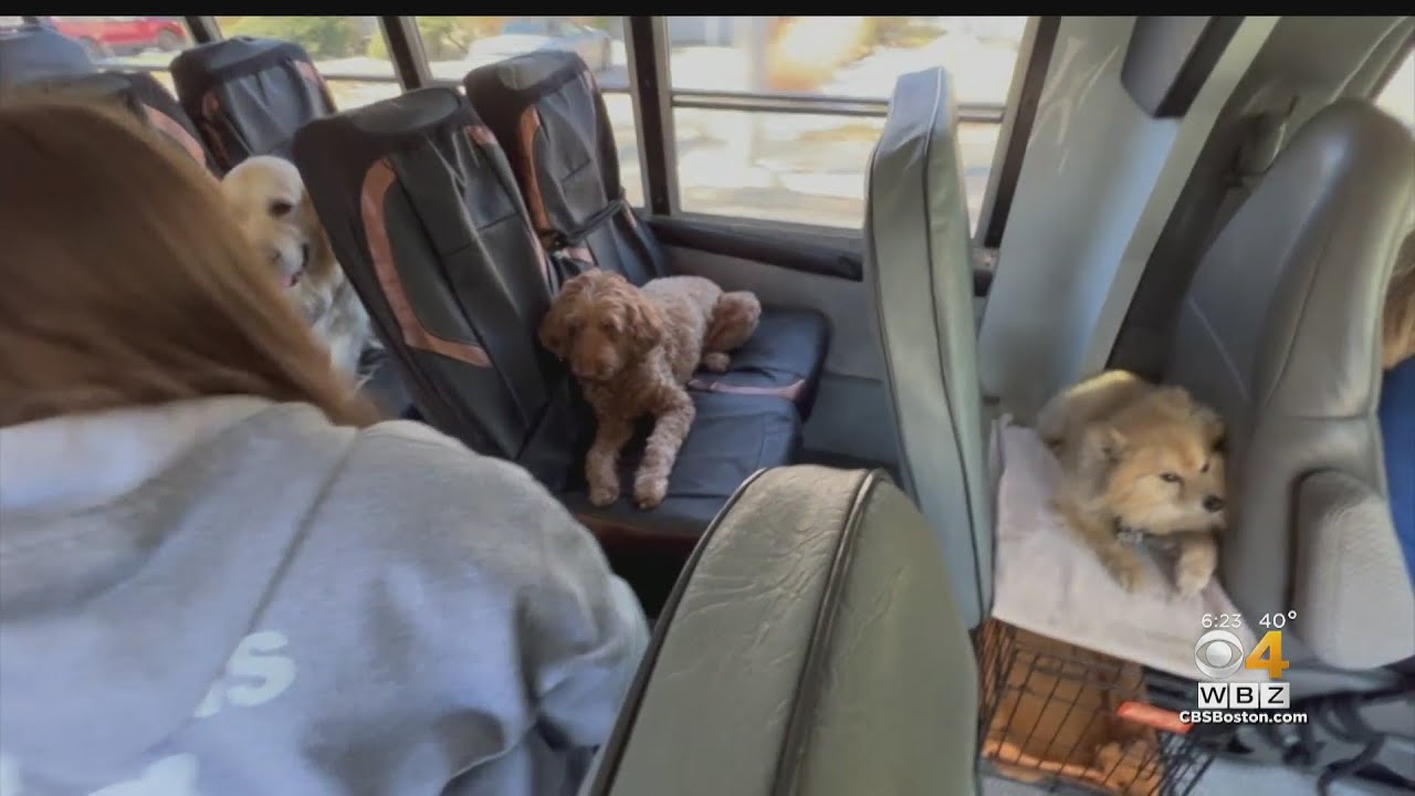 Dogs take bus ride to daycare on the North Shore