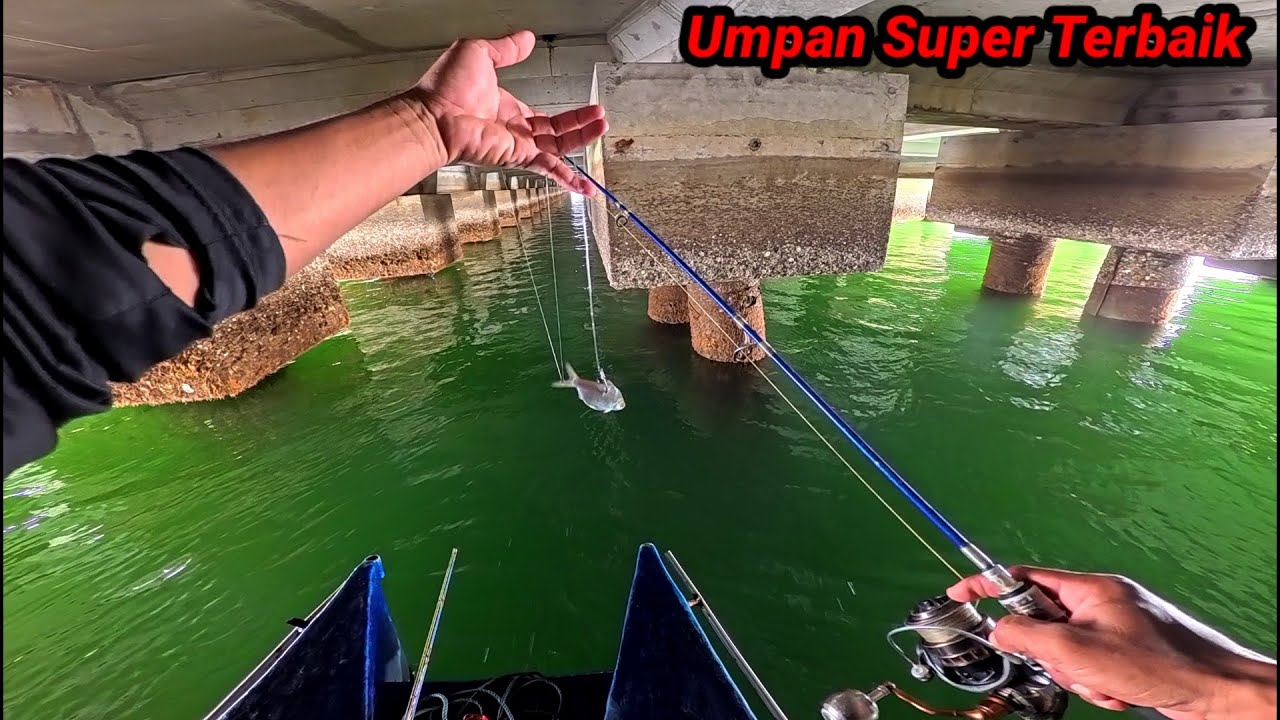 Kalau Umpan ini Turun Sudah Pasti Di Sikat ikan Monster, ikan Monster Super Kuat