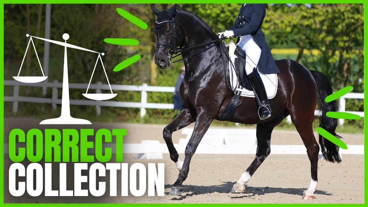What Makes a Pace COLLECTED? From The Complete Online Dressage Course | How To Dressage