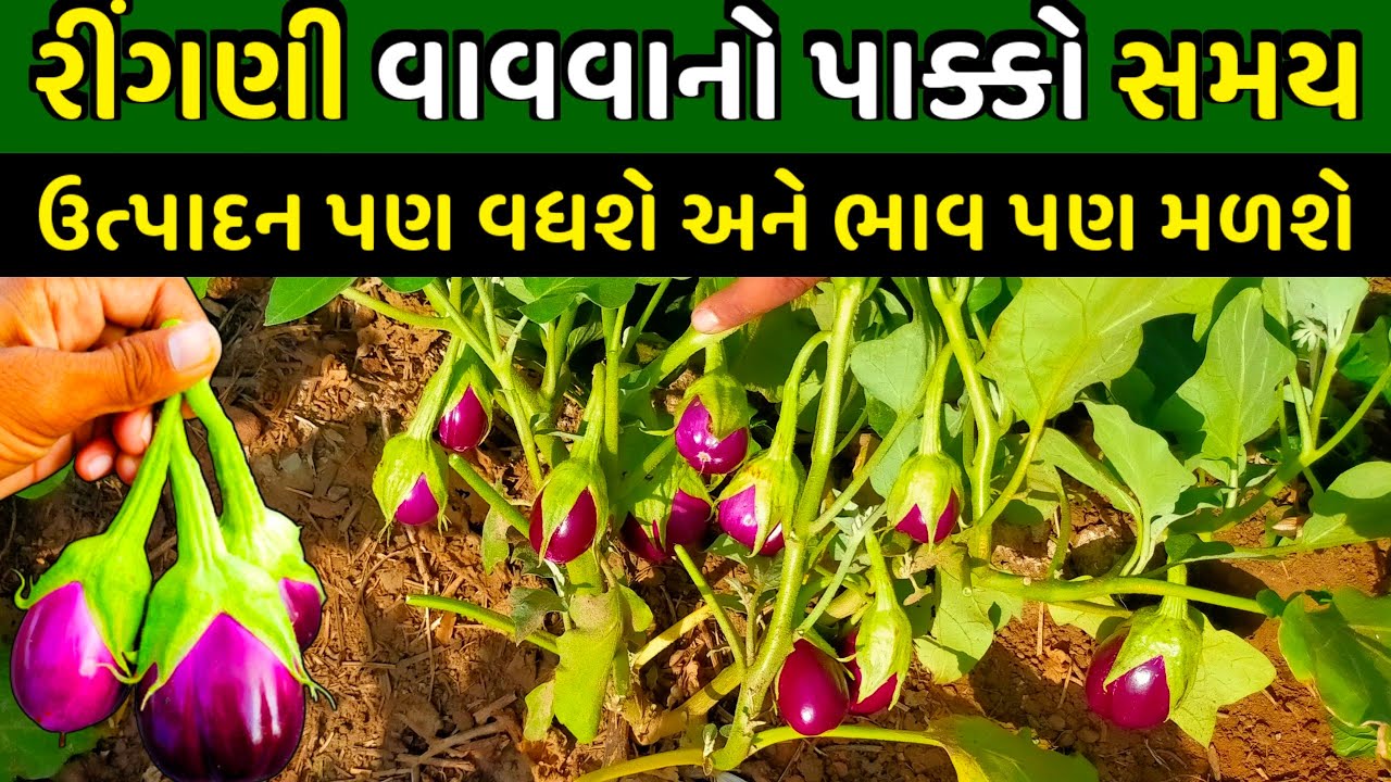 શિયાળામાં રીંગણીનું વાવેતર ક્યારે કરવું || Ringani nu Vavetar kyare karvu || Siyalu Unalu ringan