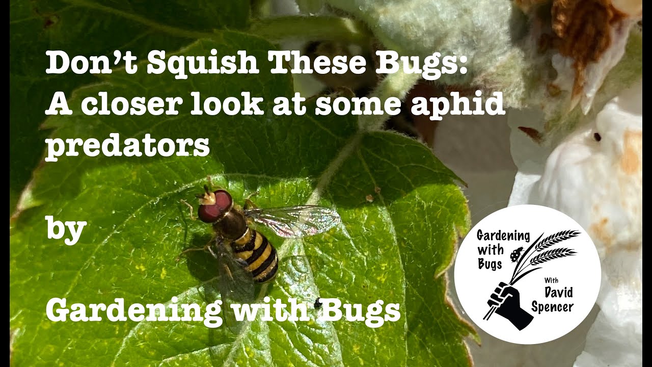 Don't Squish These Bugs: A Closer Look At Some Aphid Predators