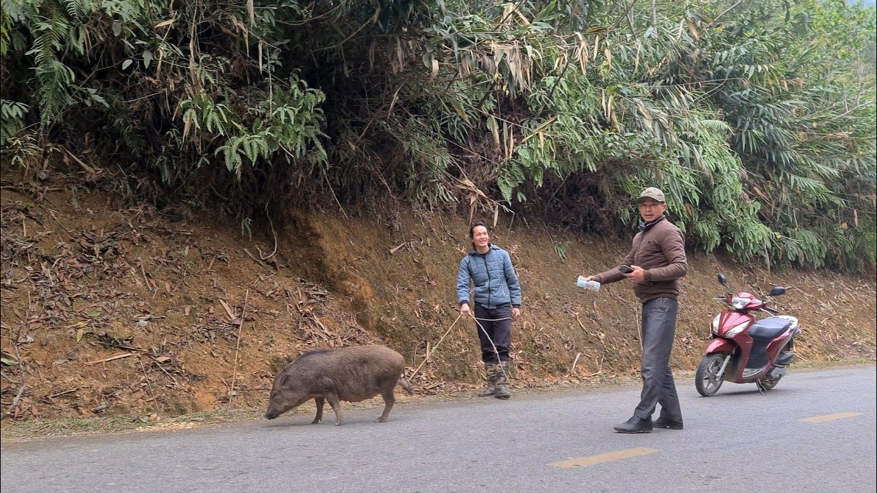Harvesting Wild Boar To The Market To Sell, king kong amazon, Fp 313