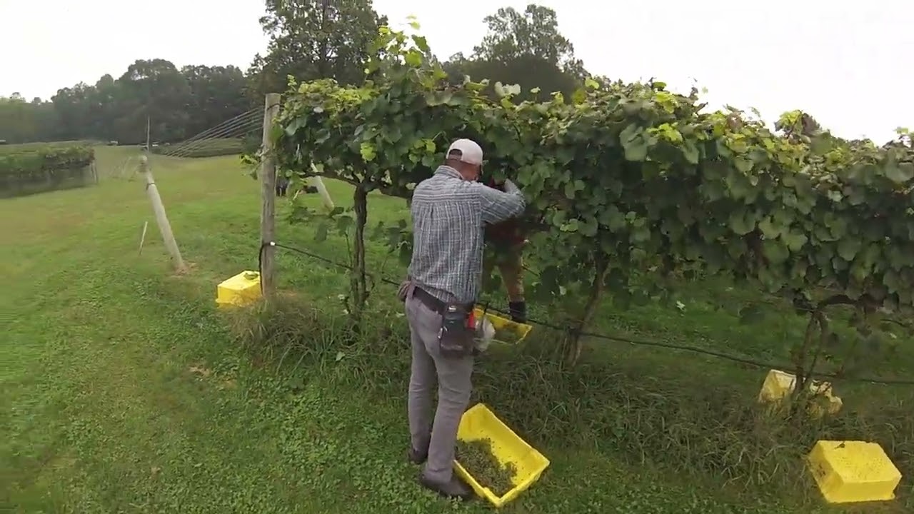 Horton Vineyards Harvest 3