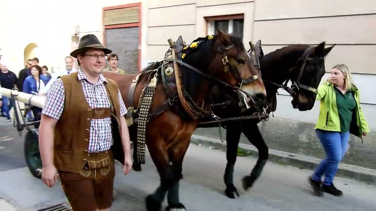 Maibaum Hoheneich und Weitra 2024