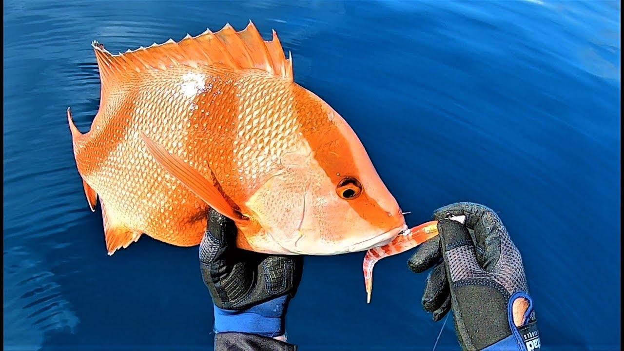 Reef fishing with soft plastics, jigs and vibes