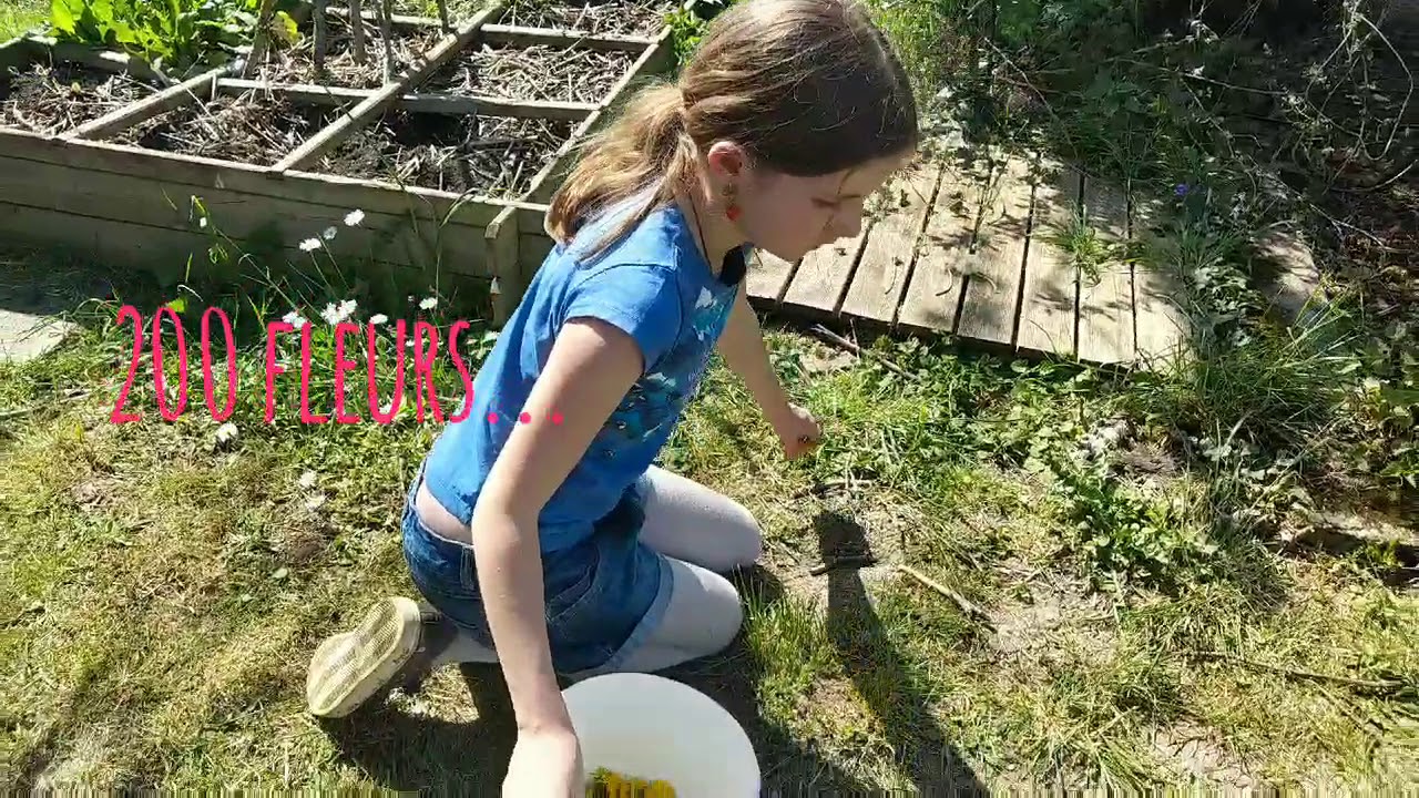 Cuisine et nature : la Cramaillote ou miel de pissenlit